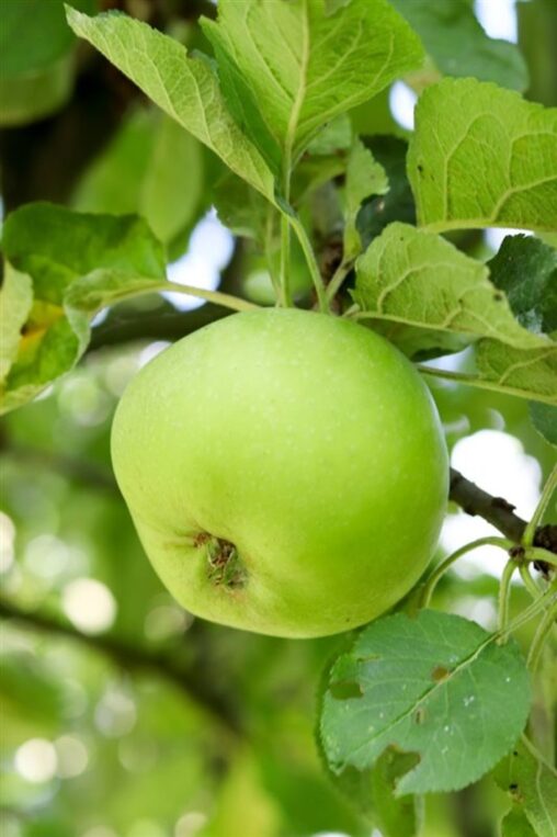 Malus d. 'Jacques Lebel' <span class='dutchtitlepart'>Appelboom</span>