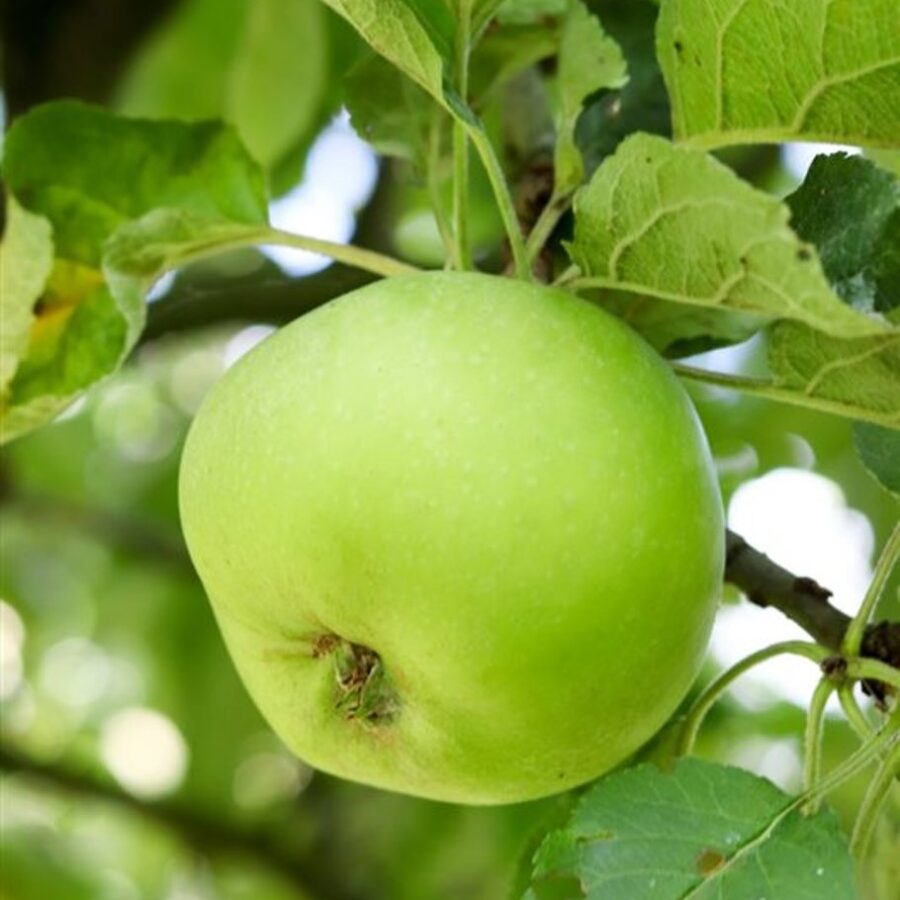 Malus d. 'Jacques Lebel' <span class='dutchtitlepart'>Appelboom</span>