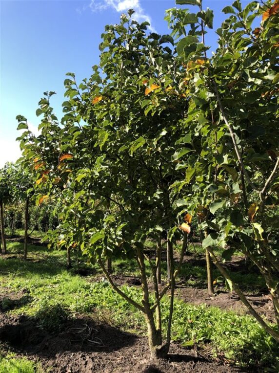 Magnolia 'Galaxy' <span class='dutchtitlepart'>Beverboom</span>