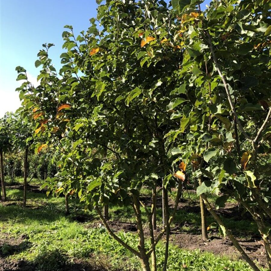 Magnolia 'Galaxy' <span class='dutchtitlepart'>Beverboom</span>
