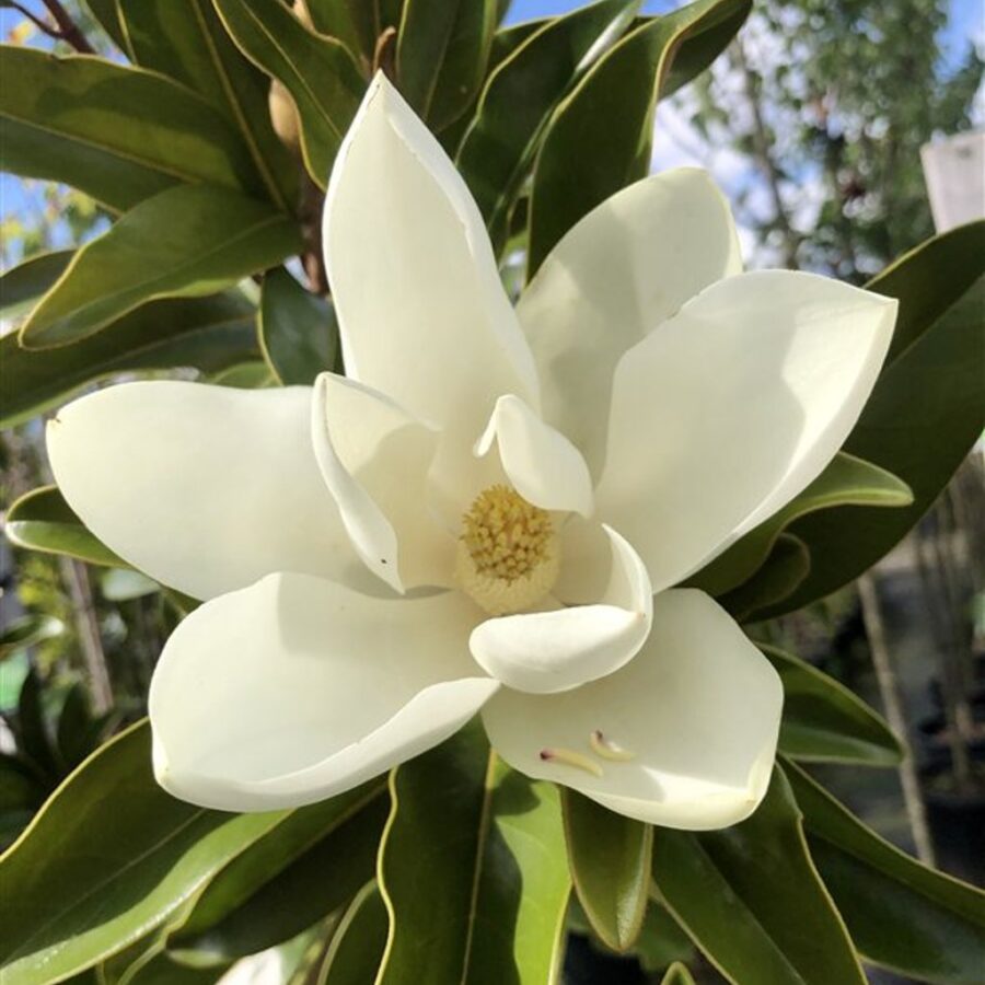 Magnolia grand. Alta <span class='dutchtitlepart'>Beverboom</span>
