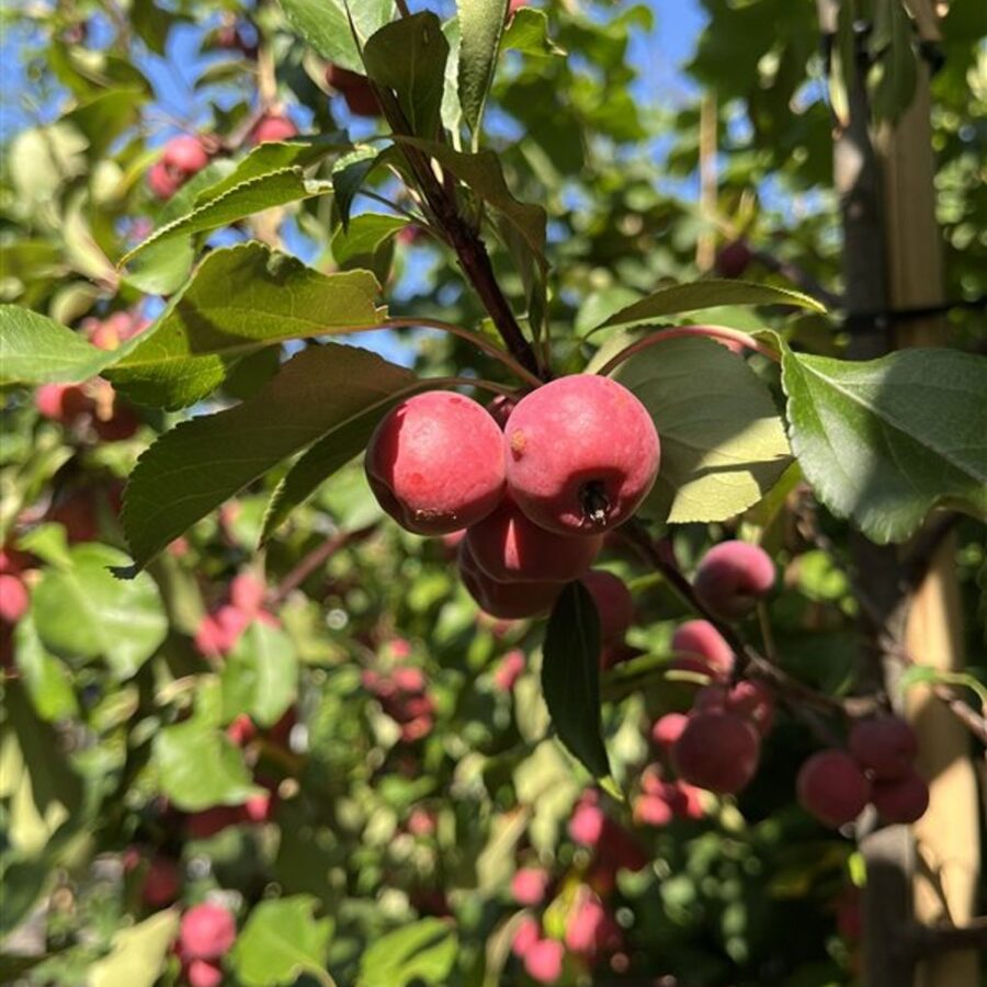 Malus 'Ola' <span class='dutchtitlepart'>Sierappel</span>