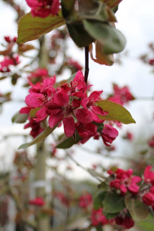 Malus 'Royalty' <span class='dutchtitlepart'>Sierappel</span>