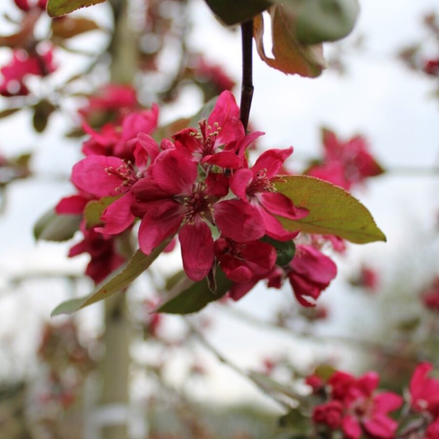 Malus 'Royalty' <span class='dutchtitlepart'>Sierappel</span>
