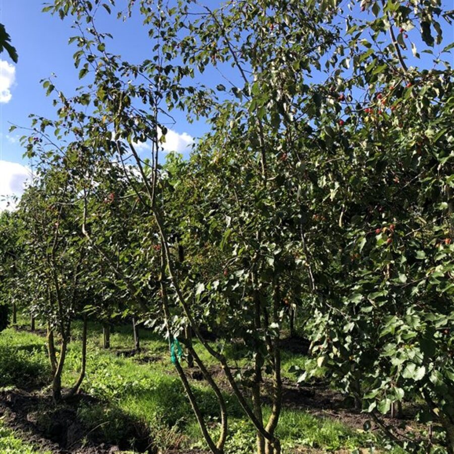Malus 'Rudolph' <span class='dutchtitlepart'>Sierappel</span>