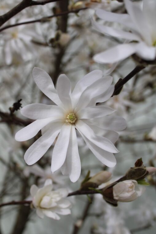 Magnolia stellata <span class='dutchtitlepart'>Stermagnolia</span>