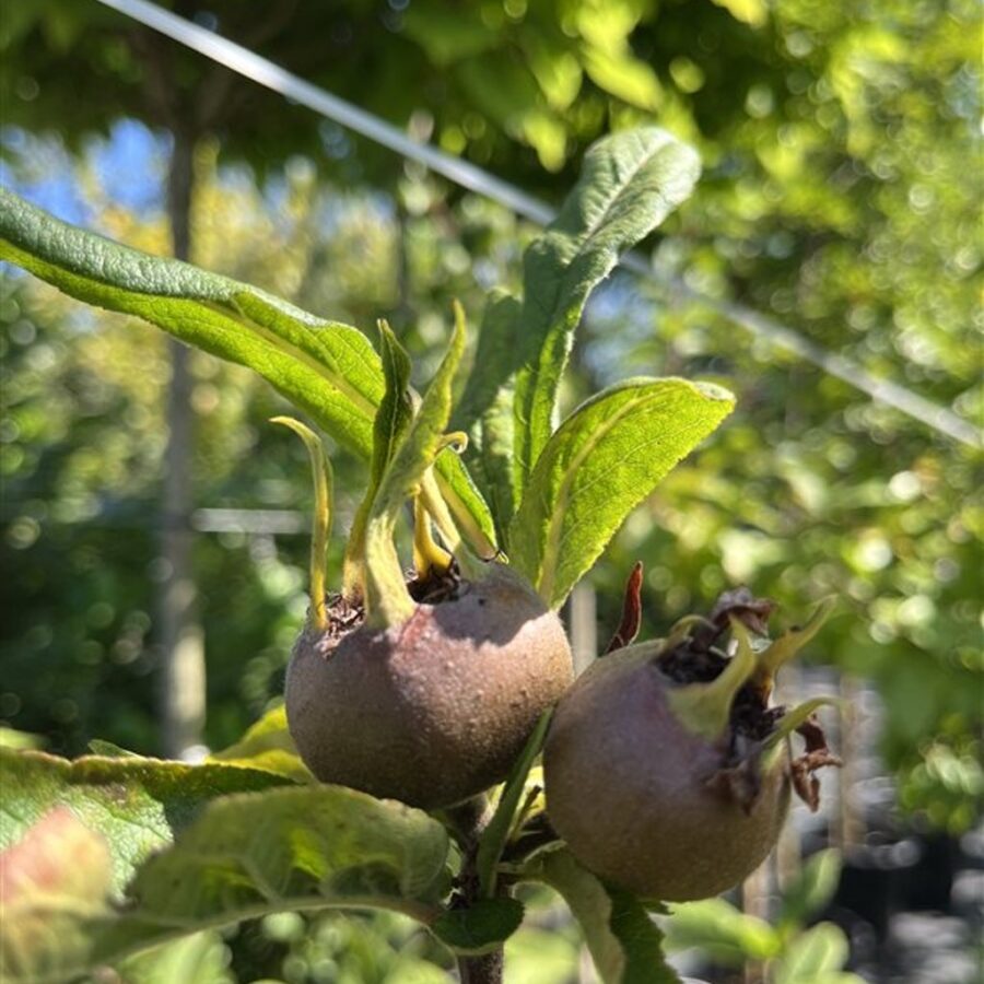 Mespilus g. 'Westerveld' <span class='dutchtitlepart'>Mispel</span>