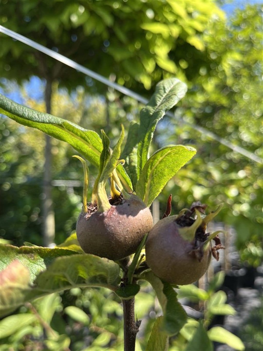 Mespilus g. 'Westerveld' <span class='dutchtitlepart'>Mispel</span>