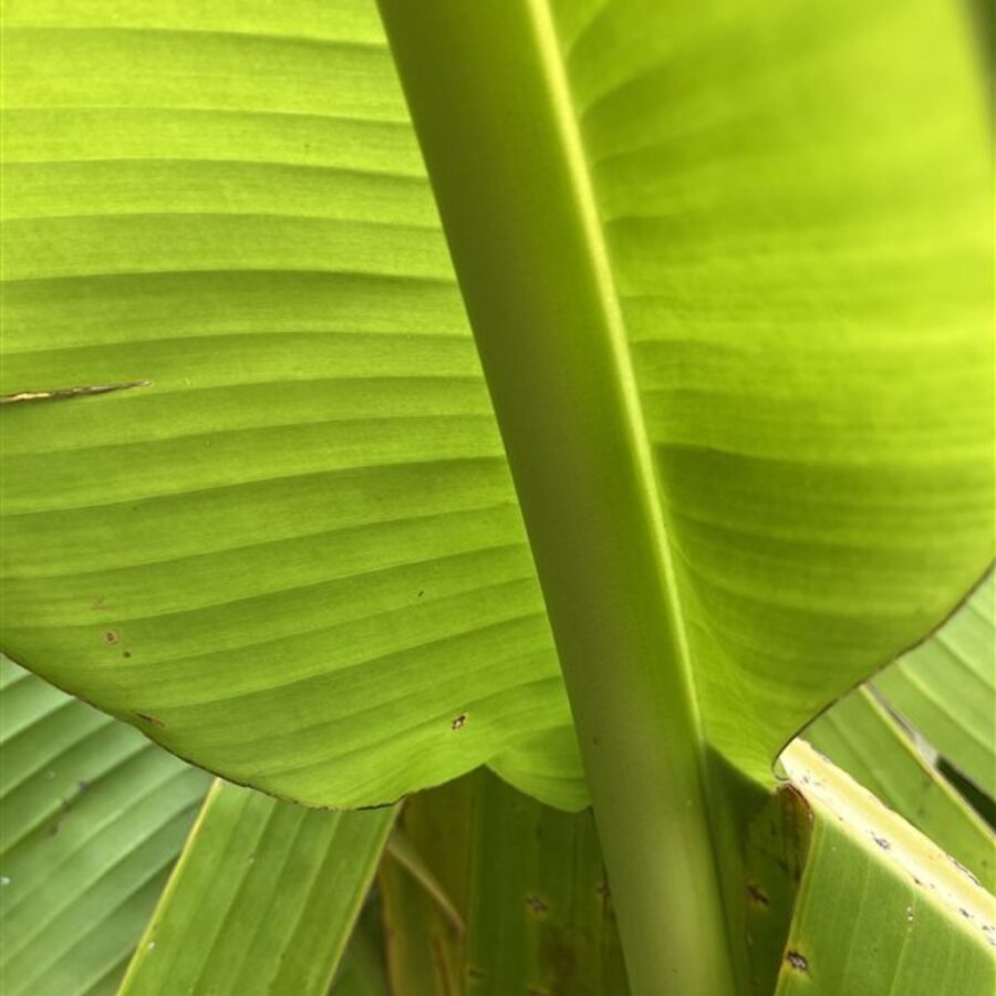 Musa basjoo <span class='dutchtitlepart'>Bananenplant</span>