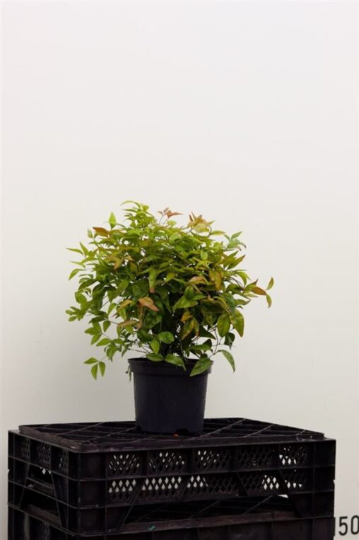Nandina domestica 'Firepower' <span class='dutchtitlepart'>Schijnbamboe</span>