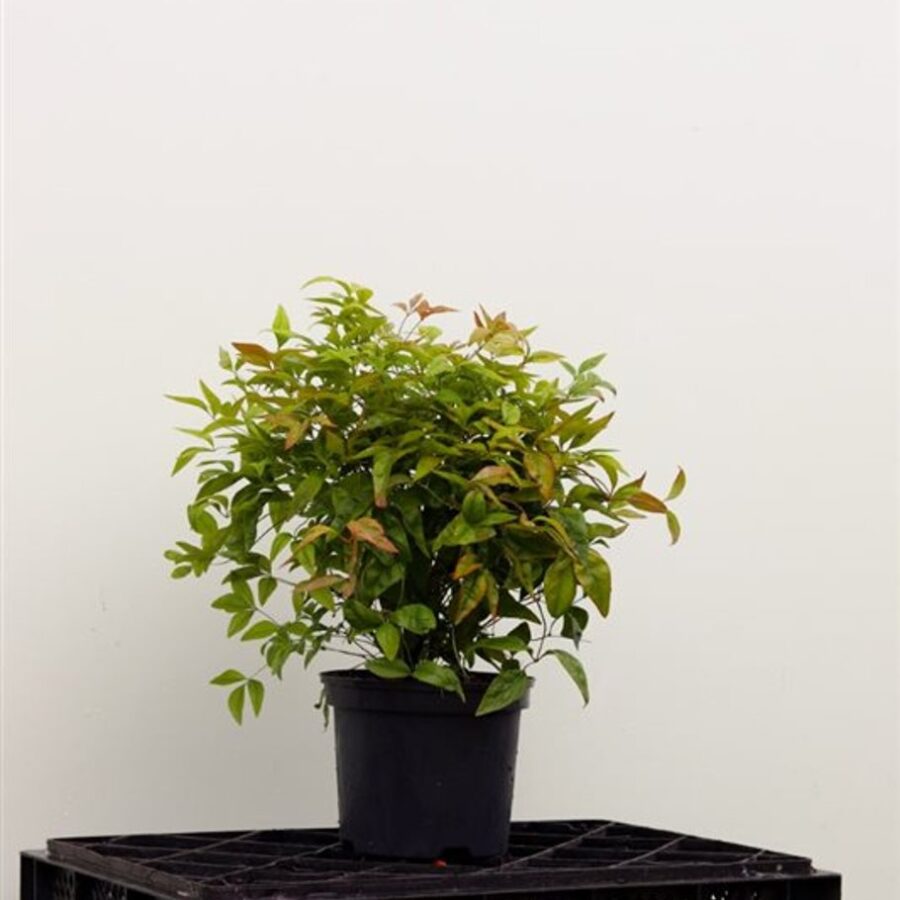 Nandina domestica 'Firepower' <span class='dutchtitlepart'>Schijnbamboe</span>