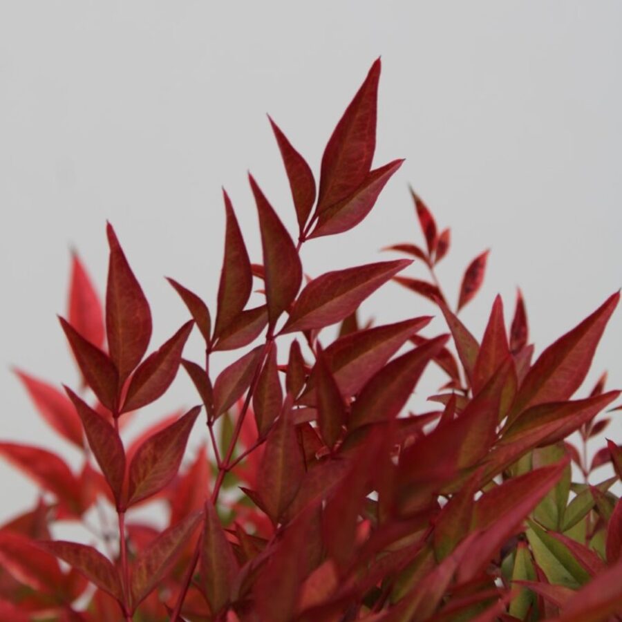 Nandina domestica Obsessed <span class='dutchtitlepart'>Schijnbamboe</span>