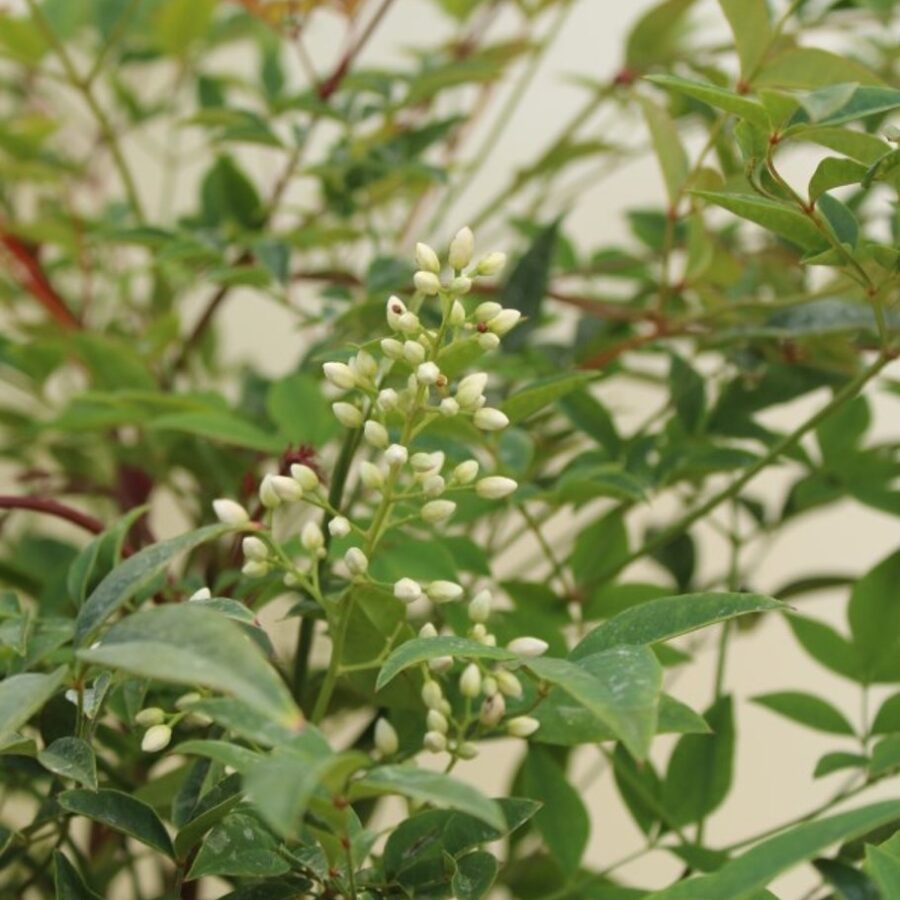 Nandina domestica <span class='dutchtitlepart'>Schijnbamboe</span>