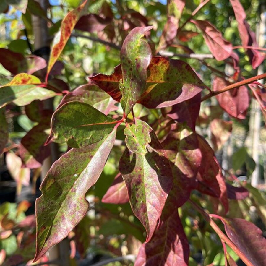 Nyssa sylvatica Zwarte tupeloboom