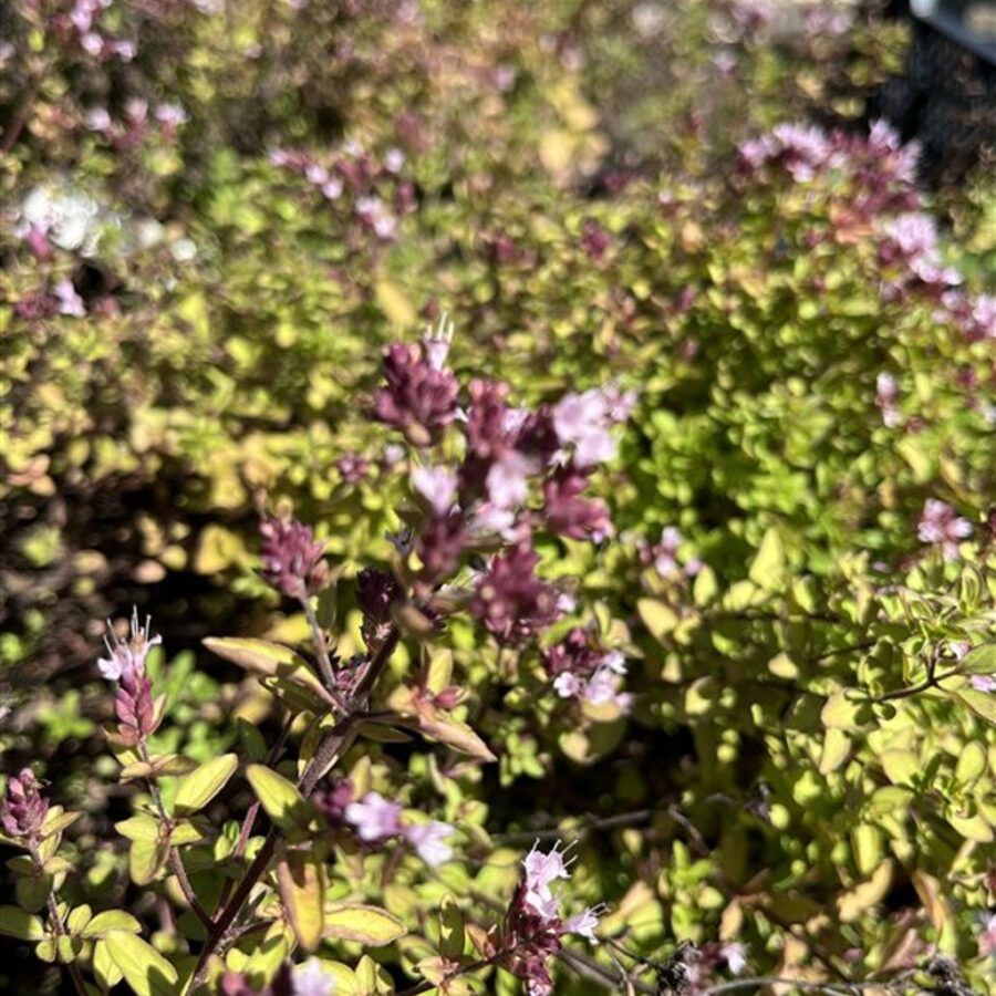Origanum vulg. 'Compactum' Wilde marjolein
