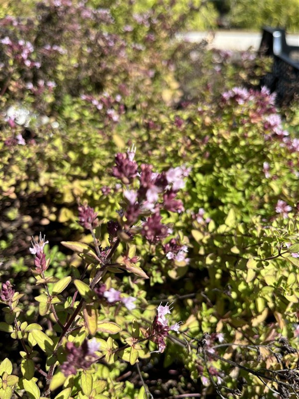 Origanum vulg. 'Compactum' Wilde marjolein
