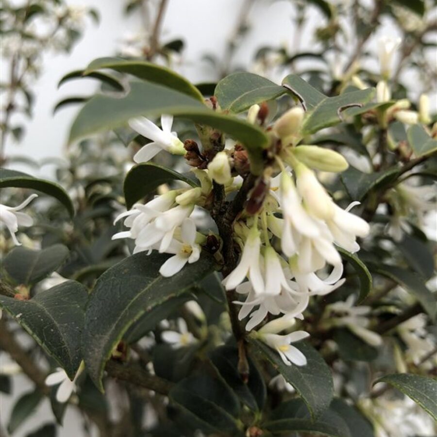 Osmanthus burkwoodii <span class='dutchtitlepart'>Schijnhulst</span>
