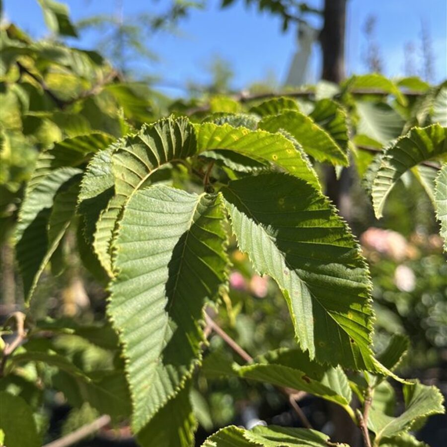 Ostrya carpinifolia <span class='dutchtitlepart'>Europese hopbeuk</span>