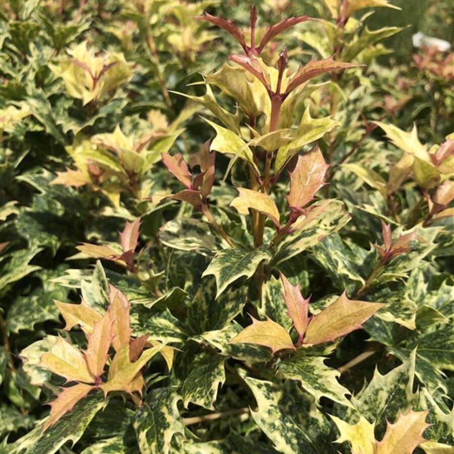 Osmanthus heter. 'Goshiki' Schijnhulst