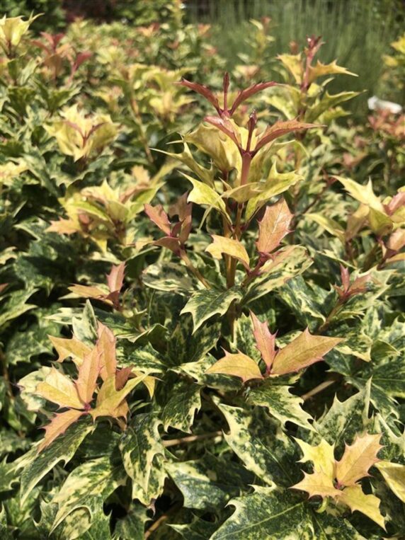 Osmanthus heter. 'Tricolor' Schijnhulst
