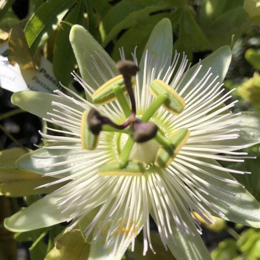 Passiflora caerulea 'Const.Elliott' <span class='dutchtitlepart'>Passiebloem</span>