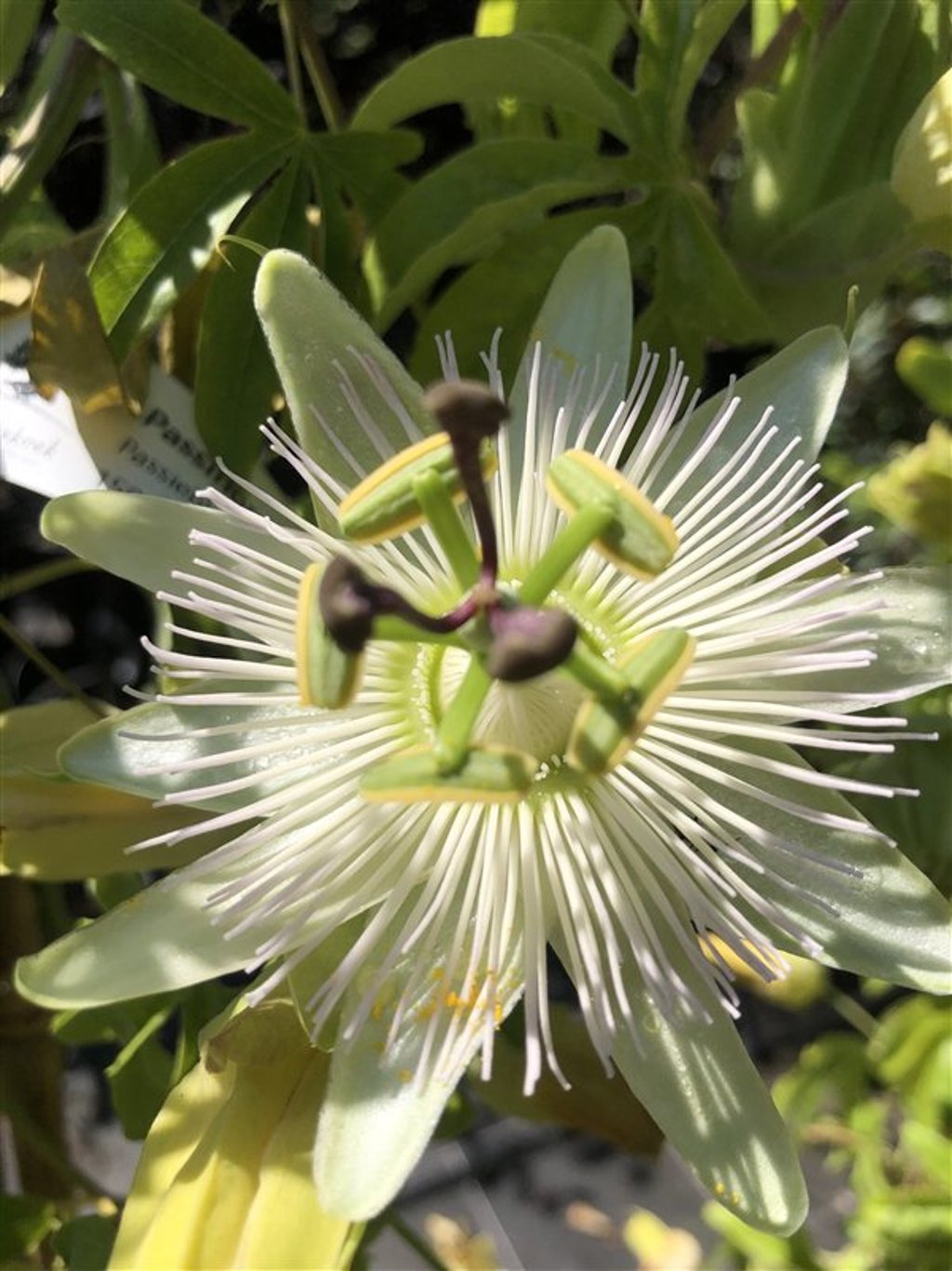 Passiflora caerulea 'Const.Elliott' <span class='dutchtitlepart'>Passiebloem</span>