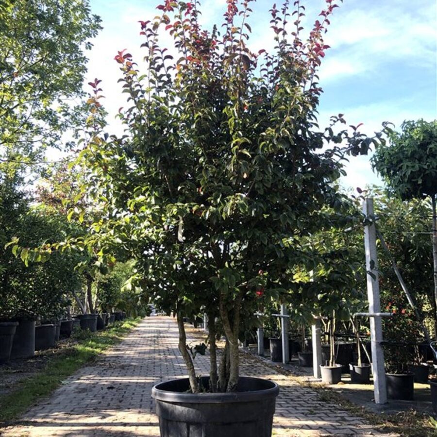 Parrotia persica 'Persian Spire' <span class='dutchtitlepart'>Perzisch ijzerhout</span>
