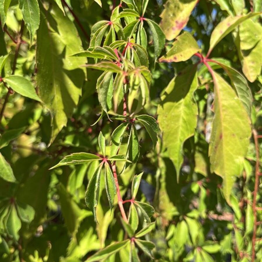Parthenocissus quinq.engelmannii <span class='dutchtitlepart'>Wilde wingerd</span>