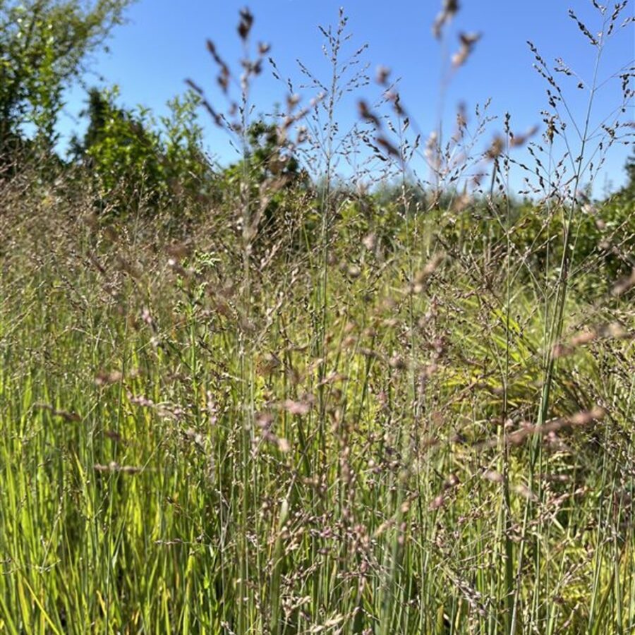 Panicum virgatum 'Heavy Metal' <span class='dutchtitlepart'>Vingergras</span>