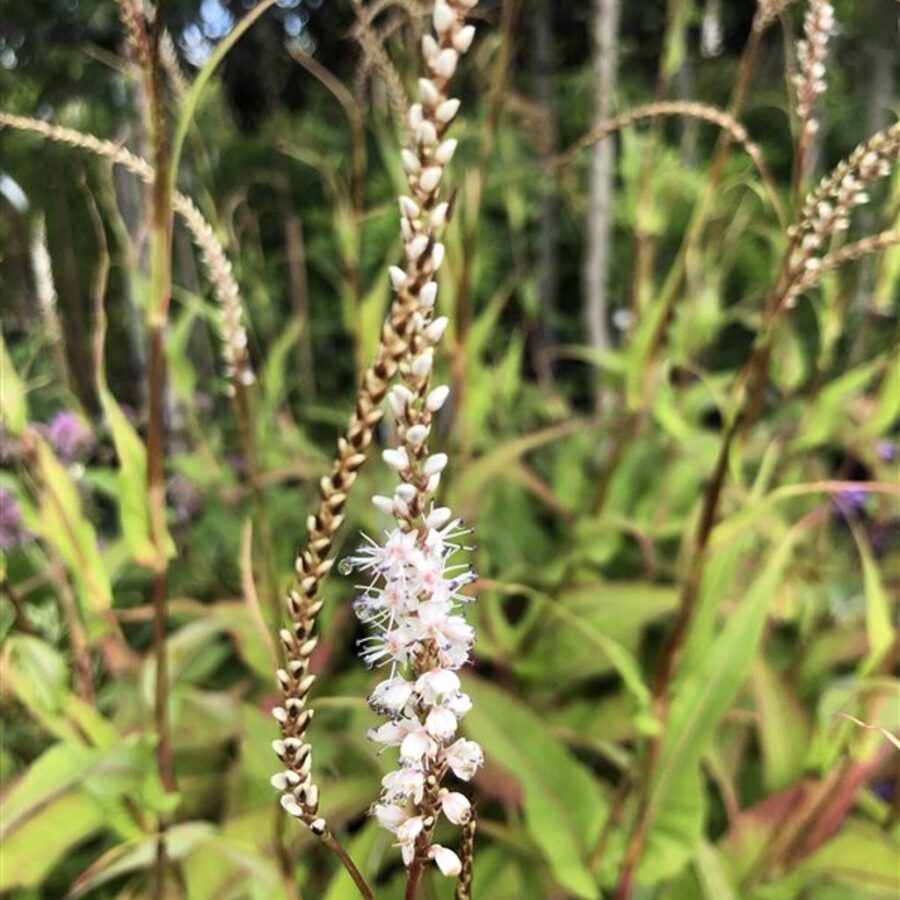 Persicaria a. 'Alba' Duizendknoop