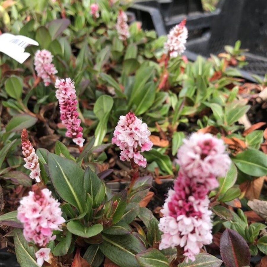Persicaria aff. 'Darjeeling Red' <span class='dutchtitlepart'>Duizendknoop</span>