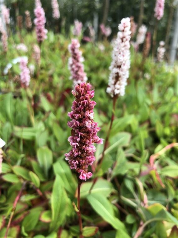 Persicaria aff. 'Kabouter' Duizendknoop