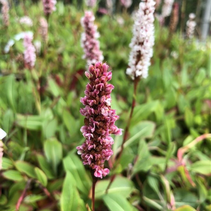 Persicaria aff. 'Kabouter' Duizendknoop
