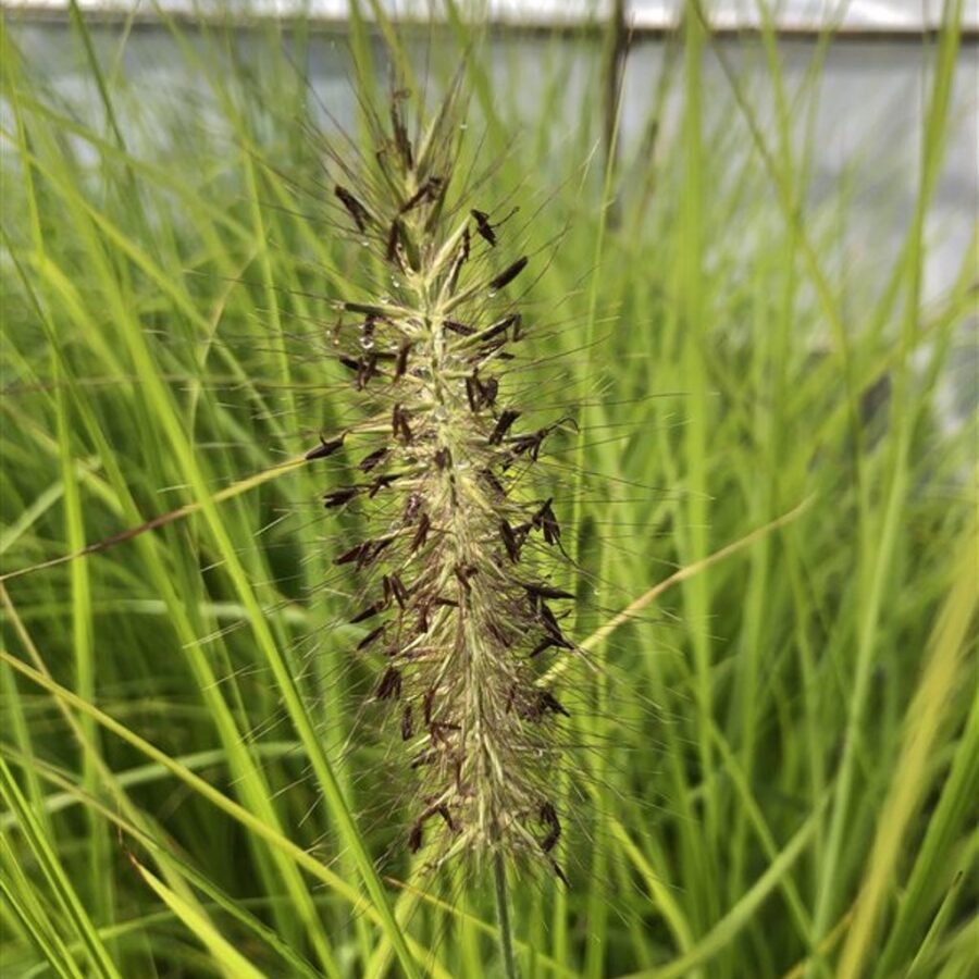 Pennisetum al. 'Moudry' Lampenpoetsersgras