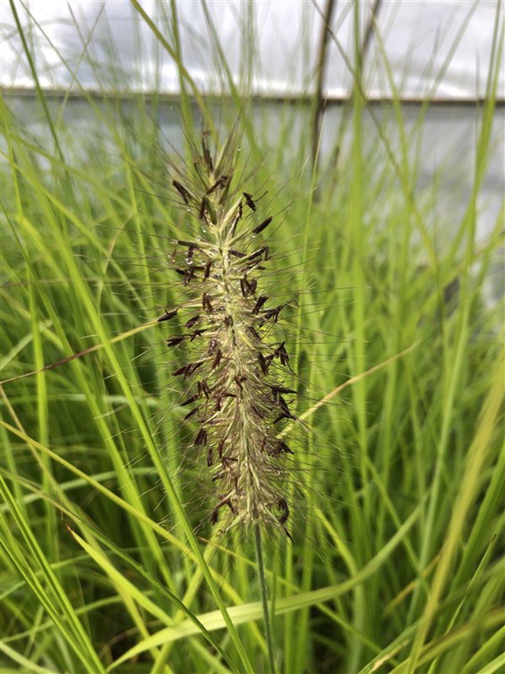 Pennisetum al. 'Moudry' Lampenpoetsersgras