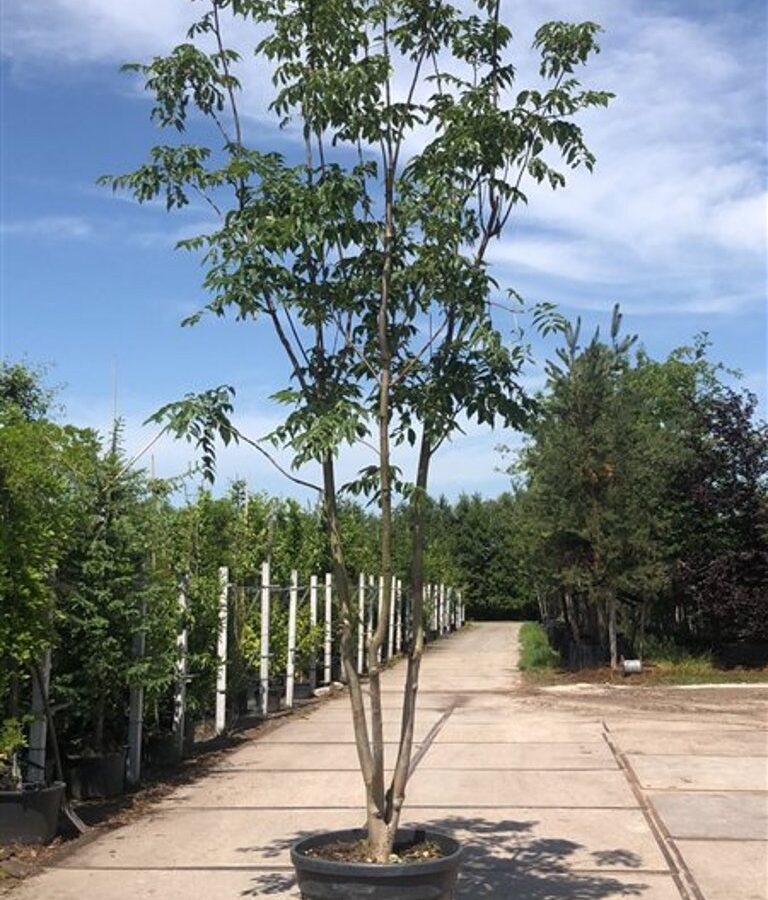 Phellodendron amurense Amurkurkboom