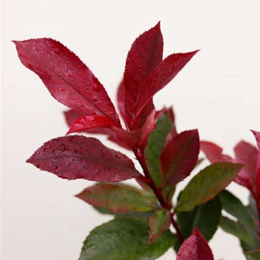 Photinia f. 'Carré Rouge' <span class='dutchtitlepart'>Glansmispel</span>