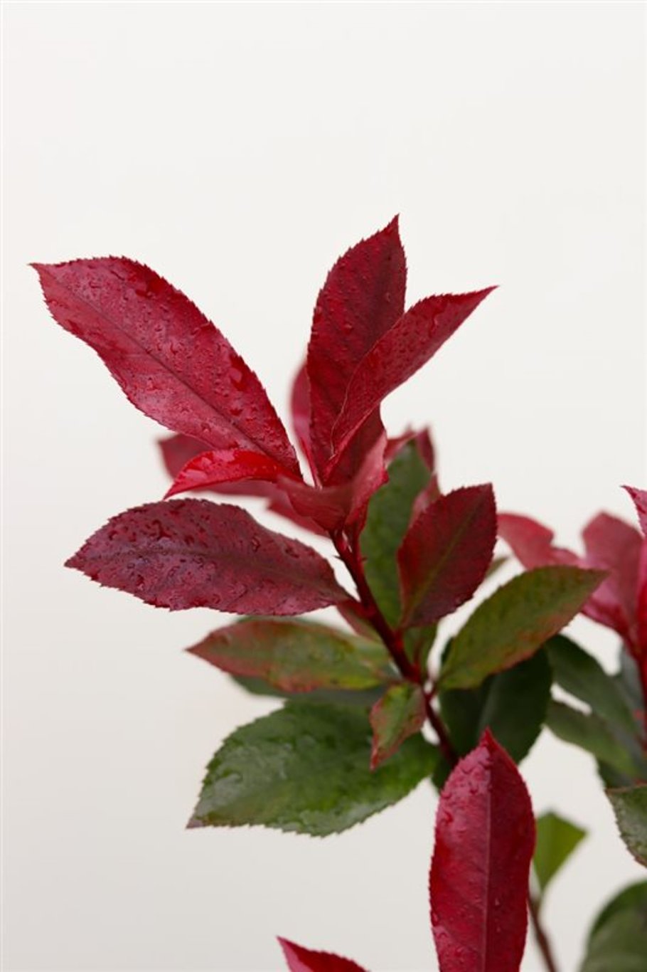 Photinia f. 'Carré Rouge' <span class='dutchtitlepart'>Glansmispel</span>
