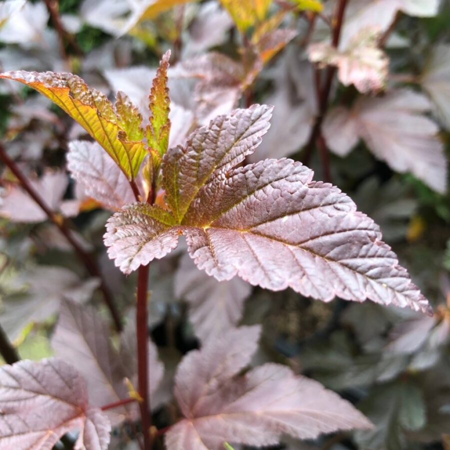 Physocarpus opulif. 'Diabolo' <span class='dutchtitlepart'>Blaasspirea</span>