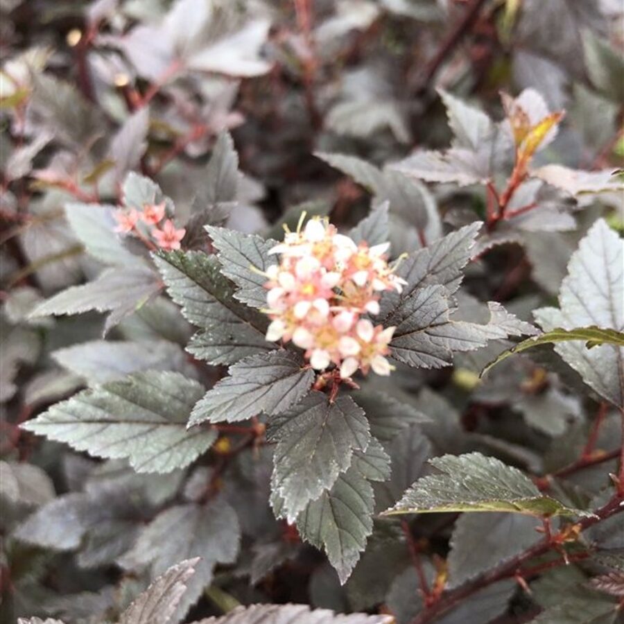 Physocarpus 'Little Joker' <span class='dutchtitlepart'>Blaasspirea</span>