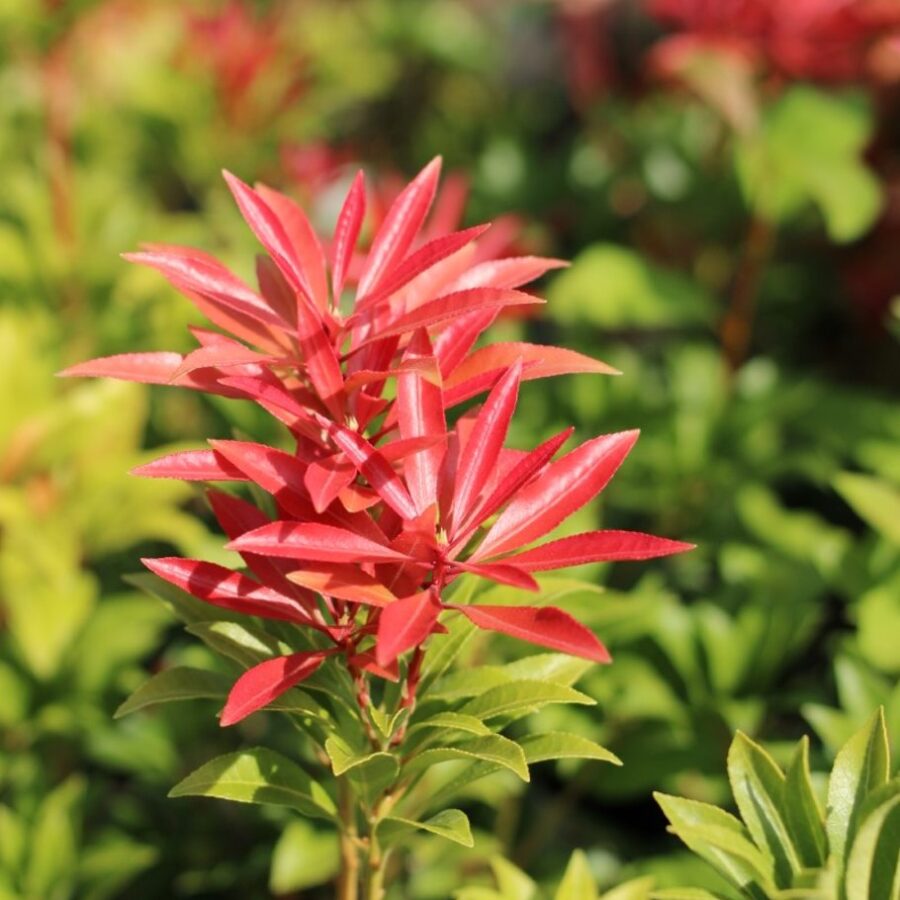 Pieris jap. 'Mountain Fire' <span class='dutchtitlepart'>Rotsheide</span>