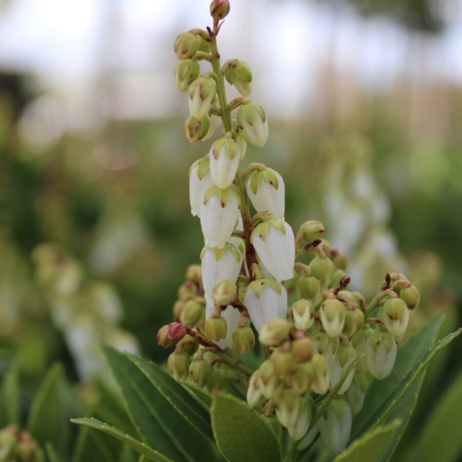Pieris jap. 'Prelude' <span class='dutchtitlepart'>Rotsheide</span>