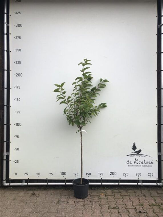 Prunus a. 'Bigarreau Burlat' <span class='dutchtitlepart'>Kersenboom</span>