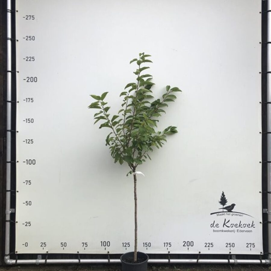Prunus a. 'Bigarreau Burlat' <span class='dutchtitlepart'>Kersenboom</span>