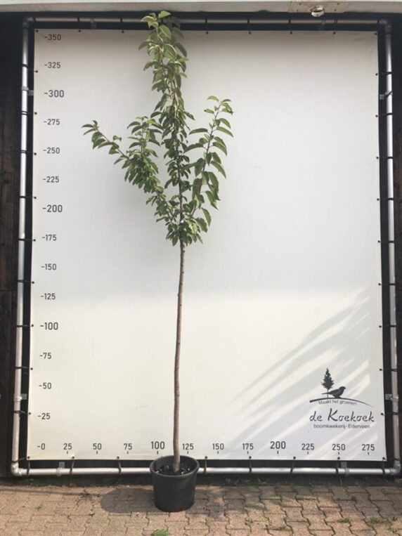Prunus a. 'Lapins' <span class='dutchtitlepart'>Kersenboom</span>