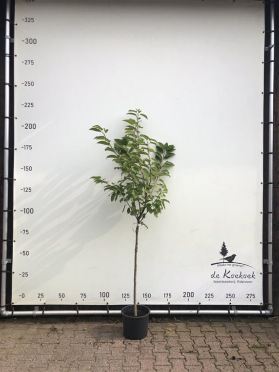 Prunus a. 'Regina' <span class='dutchtitlepart'>Kersenboom</span>