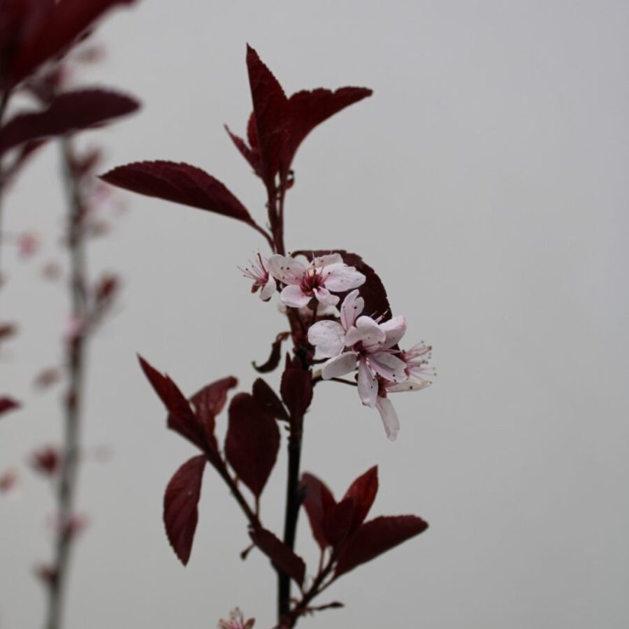 Prunus cistena <span class='dutchtitlepart'>Sierpruim</span>