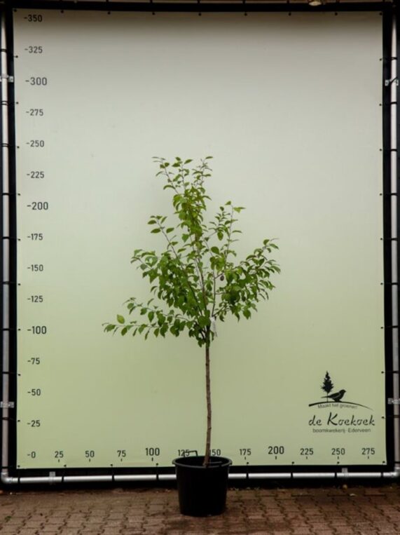 Prunus d. 'Hauszwetsche' <span class='dutchtitlepart'>Pruimenboom</span>