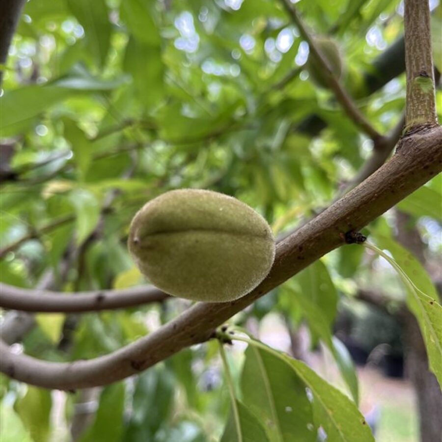 Prunus dulcis <span class='dutchtitlepart'>Amandel</span>