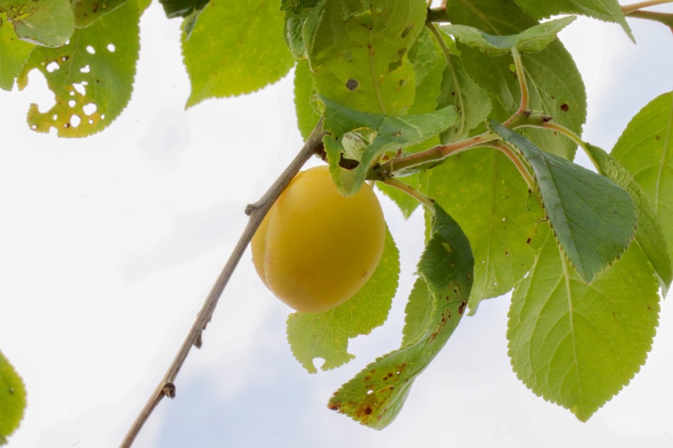 Prunus d. 'Victoria' <span class='dutchtitlepart'>Pruimenboom</span>